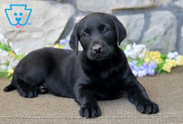 Biscuit Black Lab2