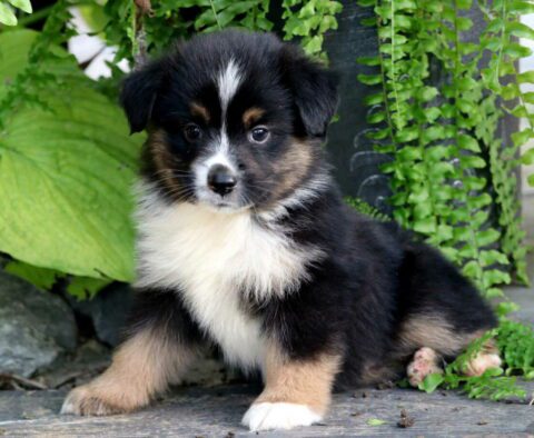 Biscuit Mini Australian Shepherd