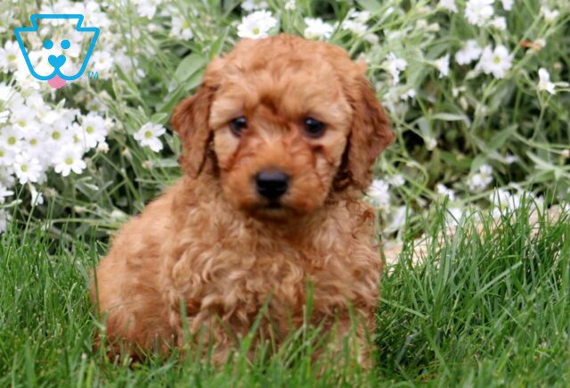 Biscuit Mini Labradoodle