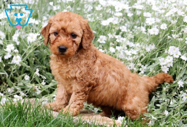 Biscuit Mini Labradoodle2