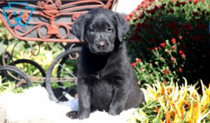 Black Lab