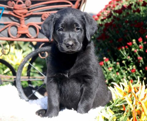 Black Lab