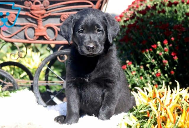 Black Lab