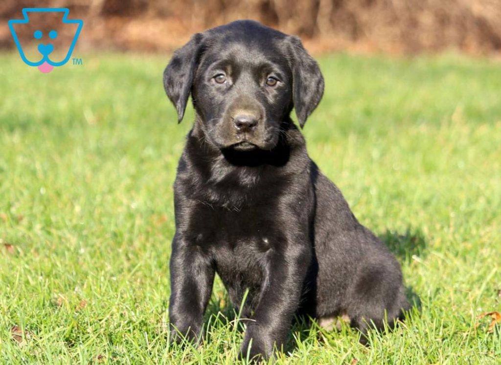 Labrador Retriever puppy for sale in PA