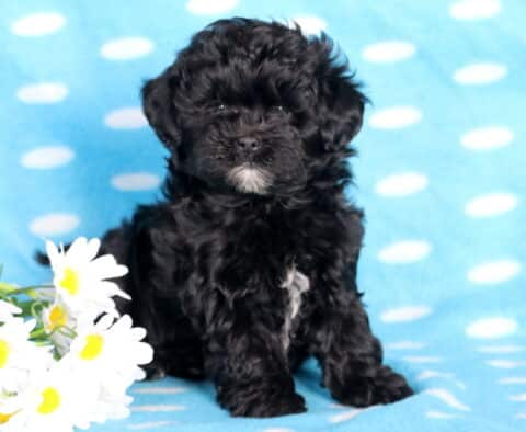 Blake Shihpoo