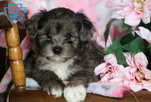 Blake Yorkiepoo