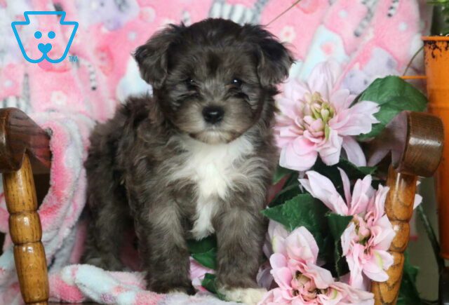 Blake Yorkiepoo2