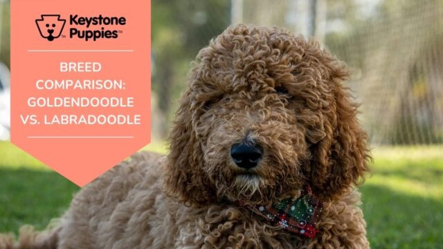 Breed Comparison: Goldendoodle vs. Labradoodle