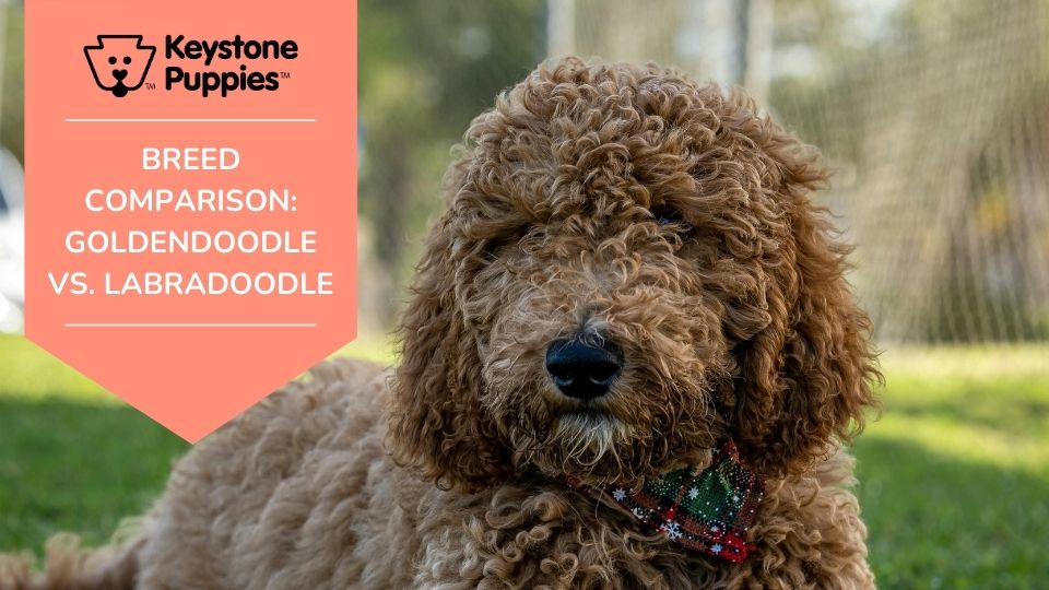 BREED COMPARISON Goldendoodle vs. Labradoodle