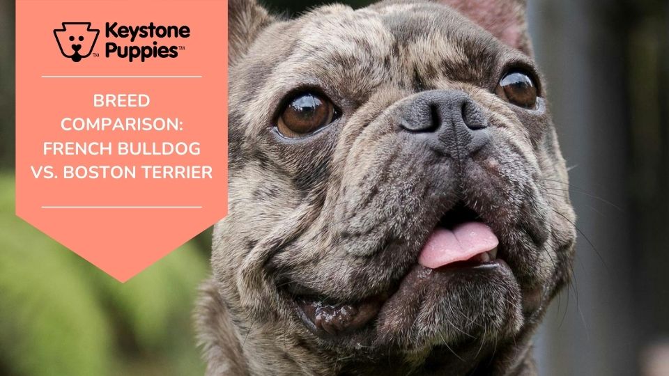 Breed Comparison, French Bulldog vs. Boston Terroir.