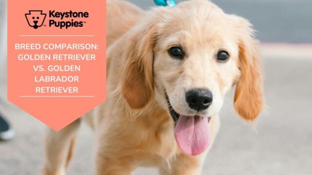 Breed Comparison: Golden Retriever vs. Golden Labrador Retriever