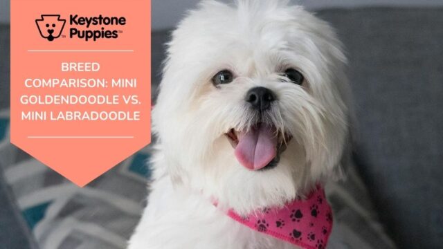 Breed Comparison: Mini Goldendoodle vs. Mini Labradoodle