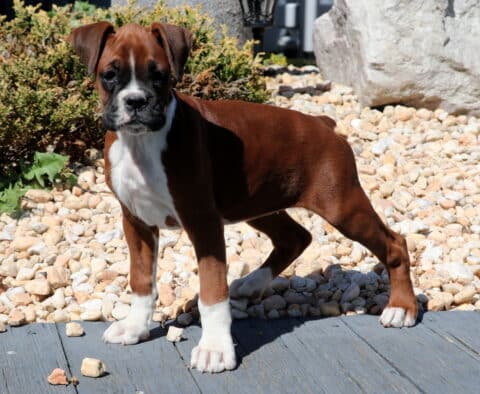 Blossom Boxer2