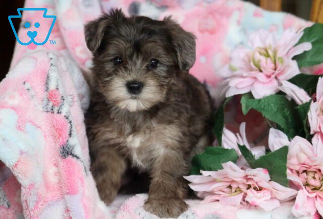 Blossom Yorkiepoo