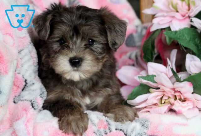 Blossom Yorkiepoo2