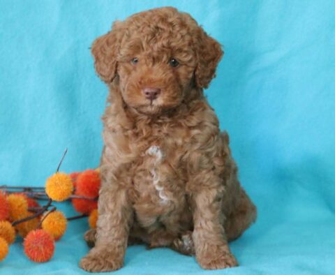 Blu Toy Goldendoodle