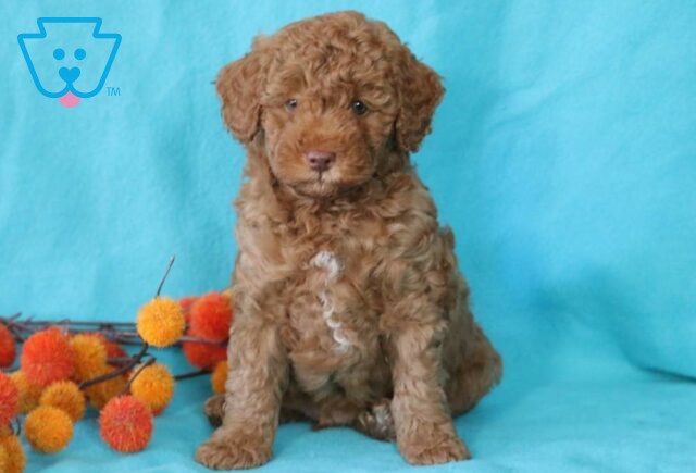 Blu Toy Goldendoodle image