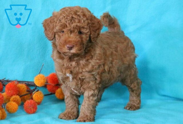 Blu Toy Goldendoodle2 image