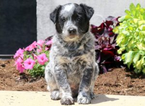 australian cattle dog blue heeler puppies for sale
