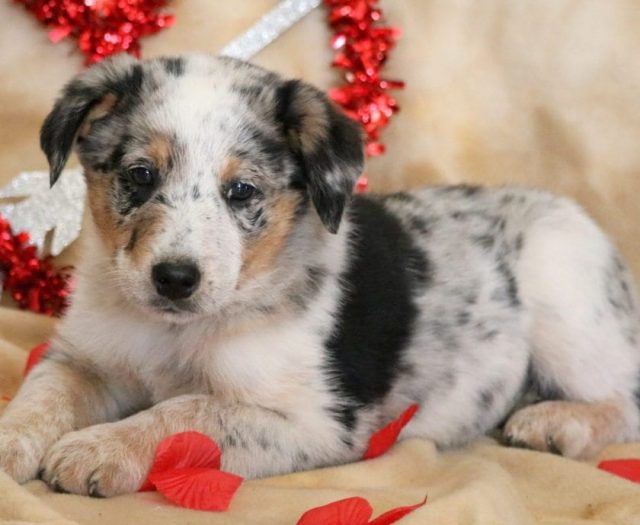 australian cattle dog puppies for sale