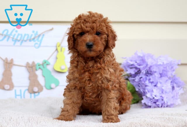 Blue Mini Poodle image