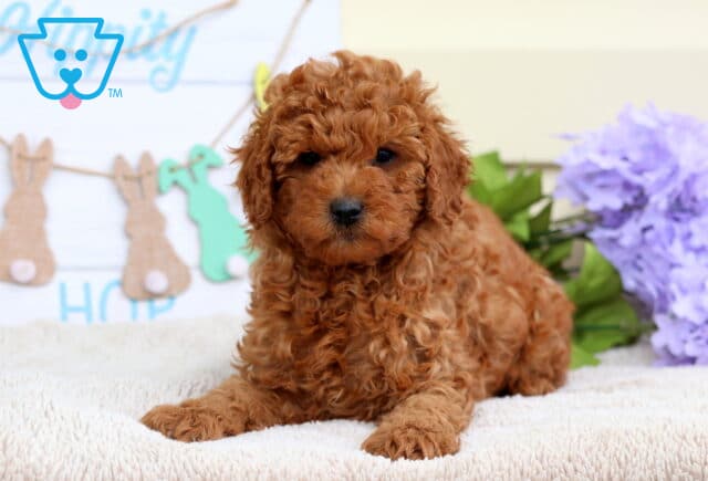 Blue Mini Poodle2 image
