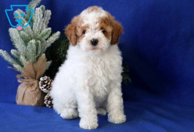Bo Cavapoo2 image