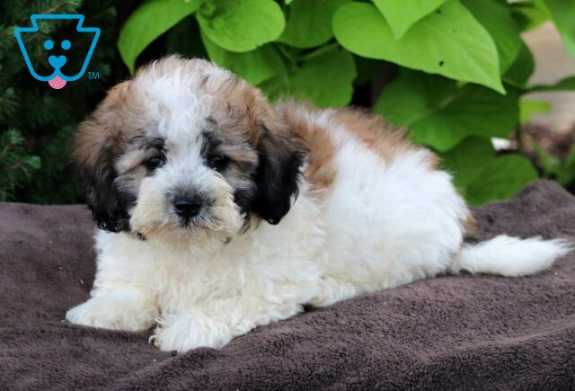 Bo Maltipoo image