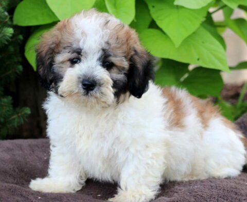 Bo Maltipoo2