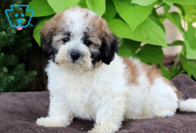 Bo Maltipoo2 image