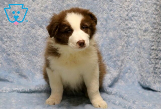 Bobby Border Collie 1-001