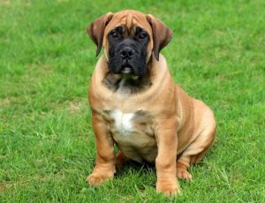 Boerboel puppies for sale
