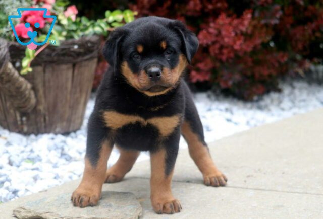 Bones Rottie