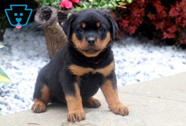 Bones Rottie2