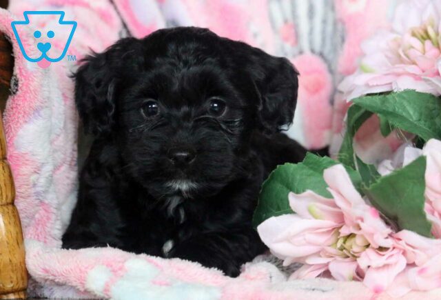 Boomer Yorkiepoo