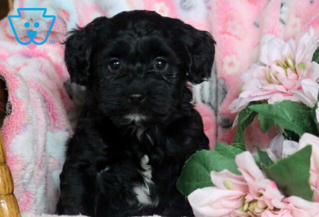 Boomer Yorkiepoo2