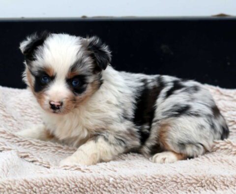 Boots Mini Aussie