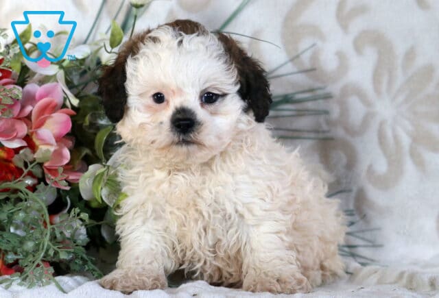 Boots Shihpoo image