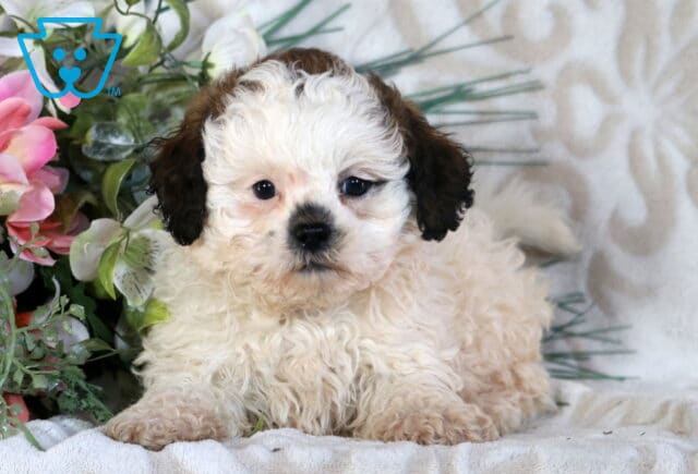 Boots Shihpoo2 image