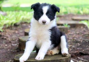 border collie puppies for sale