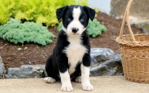 border collie mix puppies for sale