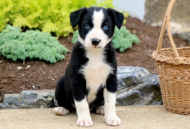 border collie mix puppies for sale