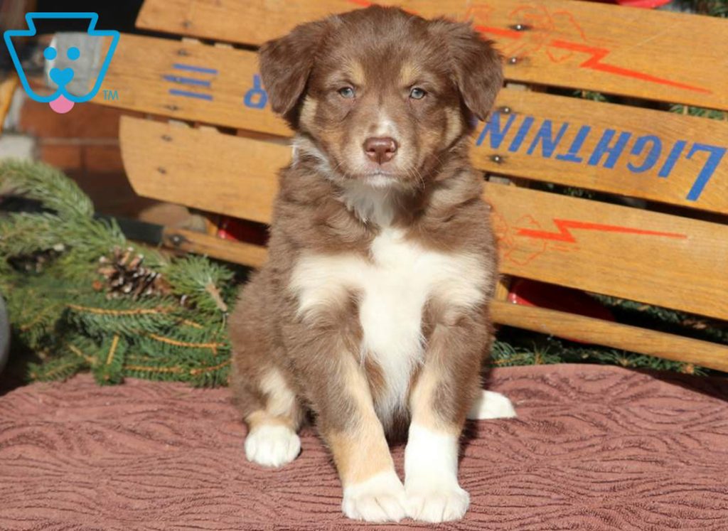 border-collie-puppy