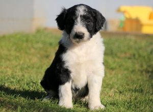 Bordoodle puppies for sale