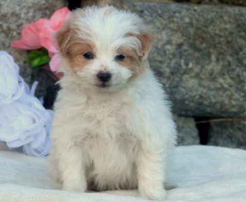 Boris Pomapoo