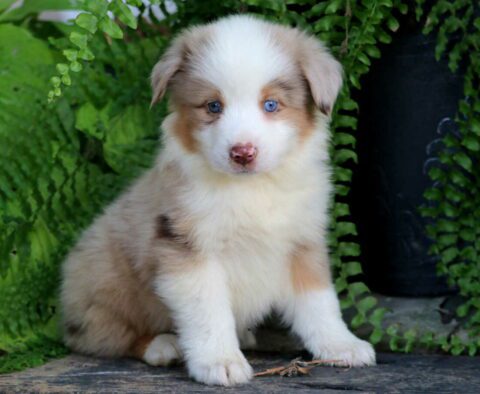 Boss Mini Australian Shepherd2