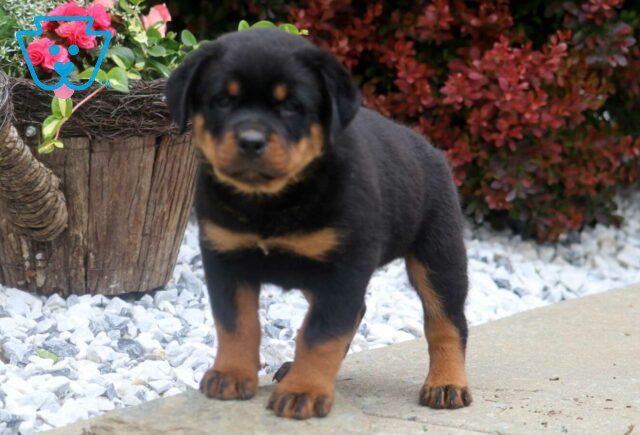 Boss Rottie