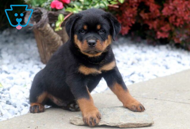 Boss Rottie2