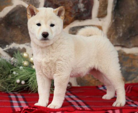 Boss Shiba Inu