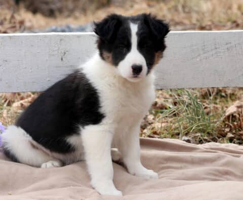 Boston Border Collie Mix